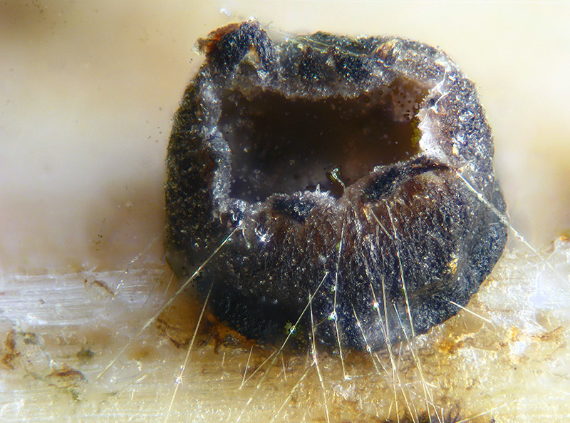 Heterosphaeria patella